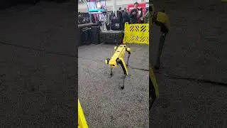 Robot Dog Dances!