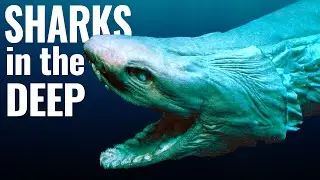 The Weird World of Deep Sea Sharks