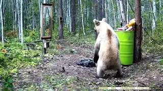 МЕДВЕДЬ И ЗЕРКАЛО. BEAR AND MIRROR.