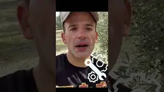 Olive oil is liquid gold: follow me making it #shorts #oliveoil