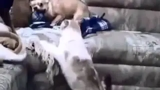 Собака испугалась кота