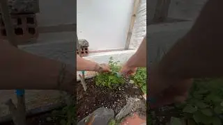 Was hat so ein urbaner Garten für einen Nutzen? Rote Beete mit Petersilie & Minze!