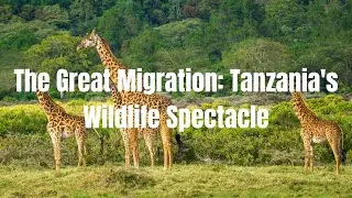 The Great Migration Tanzania's Wildlife Spectacle