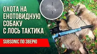 Как работает пуля Subsonic по зверю? Охота на енотовидную собаку с Лось Тактика