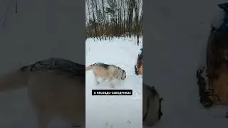 они могут вас обмануть!!+