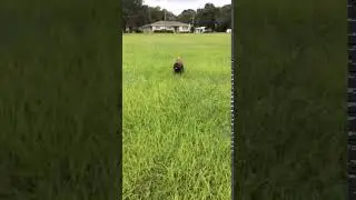 Wookie hours before Irma 2017