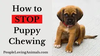 How to Stop Puppy Chewing | How to Teach Your Puppy to Stop Chewing! 