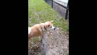 Акита Ину и лошадь