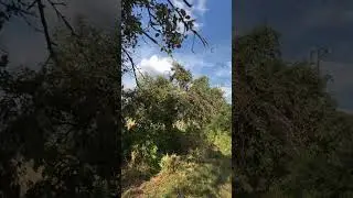 Buah apel bebas petik pinggir jalan #apple #free#wild#gratis