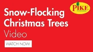 Snow Flocking Christmas Trees