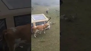 COWS RAIDED OUR CAMP 😍