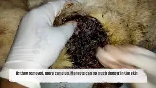 Maggots Eat Away At Pups Gaping Neck Wound - rescue story