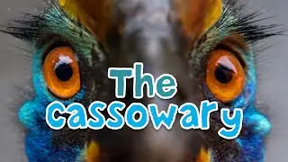 The Cassowary Bird: Dazzling and Dangerous #cassowary #animalfacts #australiananimals