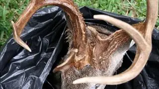 Unicorn Buck