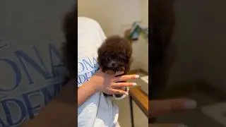 The drowsy choco poodle is so cute😪😴❤️🤣😍