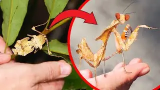 DEADLY Mantis has Hidden Talent!
