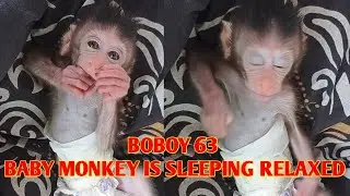 Cute baby monkey is sleeping relaxed