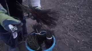 Высаживаем подвой шиповника. Disembark stock rose hips.