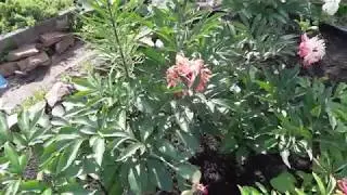 Пионы отцвели. Уход за пионами после цветения