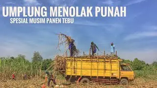 Truk Umplung Muat Tebu Jalur Extreme