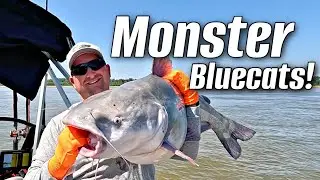 Catching MONSTER 60 Pound Bluecats on the Mississippi River! Cat Fishing With Chris Souders
