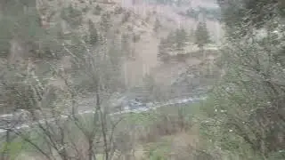 Чемал. Горный Алтай. Рододендроны на скале, цветёт дикая вишня и примула.