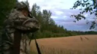 Wild boar hunting