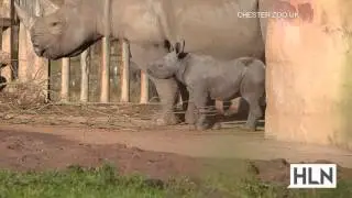 Baby rhino takes some big steps