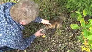 Спасение барсука в лесу.