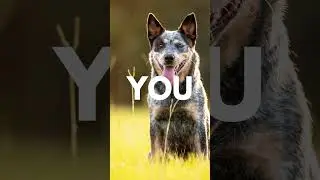 Who wants a blue heeler dog? 