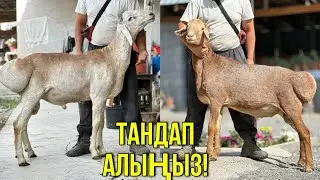 ЗОР КОЧКОРЛОР ЧЫКТЫ 🤯 #байтв