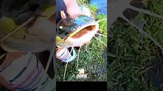 Eu vou tomar um tacaca de pirarara #short