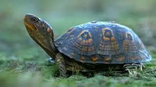 Wooden Form Turtle Found🐢 #turtle #short