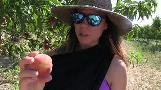 Can you pick peaches during a pandemic?