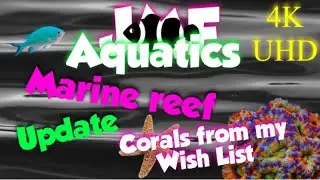 2 New corals from my Wish List🧞‍♂️