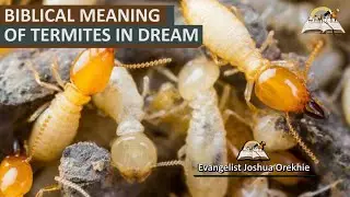 Biblical Meaning of TERMITES in Dream  - Dream About Termites Spiritual Meaning