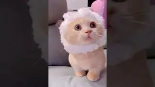 FUNNY CATS COMPILATION