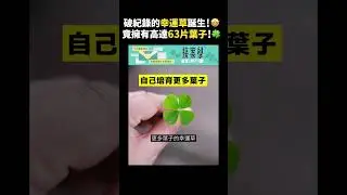 破紀錄的幸運草誕生！🤩竟擁有高達63片葉子！🍀｜志祺七七 #shorts