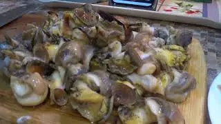 Рапаны или трубач /  Gastropod mollusk