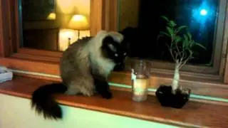 My cats are weird.