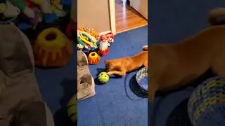 Dog 🐕 Thinks His Annoying Toy Ball Is Funny || Wobble Wag Giggle #funnyanimals #dogtoy #fyp