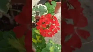 Пеларгонии летом на улице