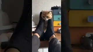 кот