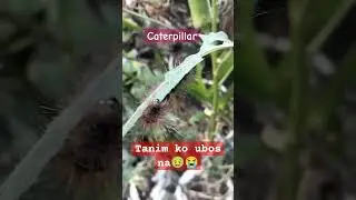 grabe sila makaubos ng tanim