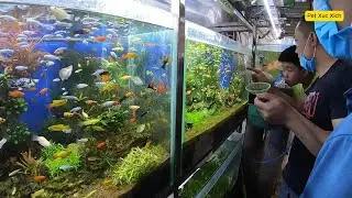 Surprised Aquarium Fish Market Visit  | Beautiful Aquarium Fish | Baby Turtles, Guppy, Koi