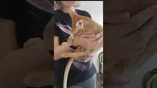 а у ребенка мячик и булочка🤣у кого также? #интересно #cat #тренд #кот #смешно #котик # #лекс #смешно