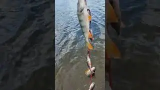 Ещё один день на реке