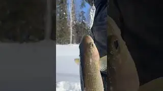 Ловим карася на самодельную блесну 👌