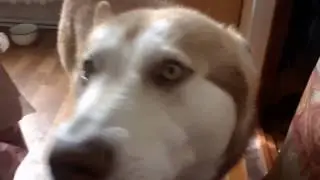 Маламут разговаривает