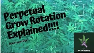Perpetual Rotation | Octogrower